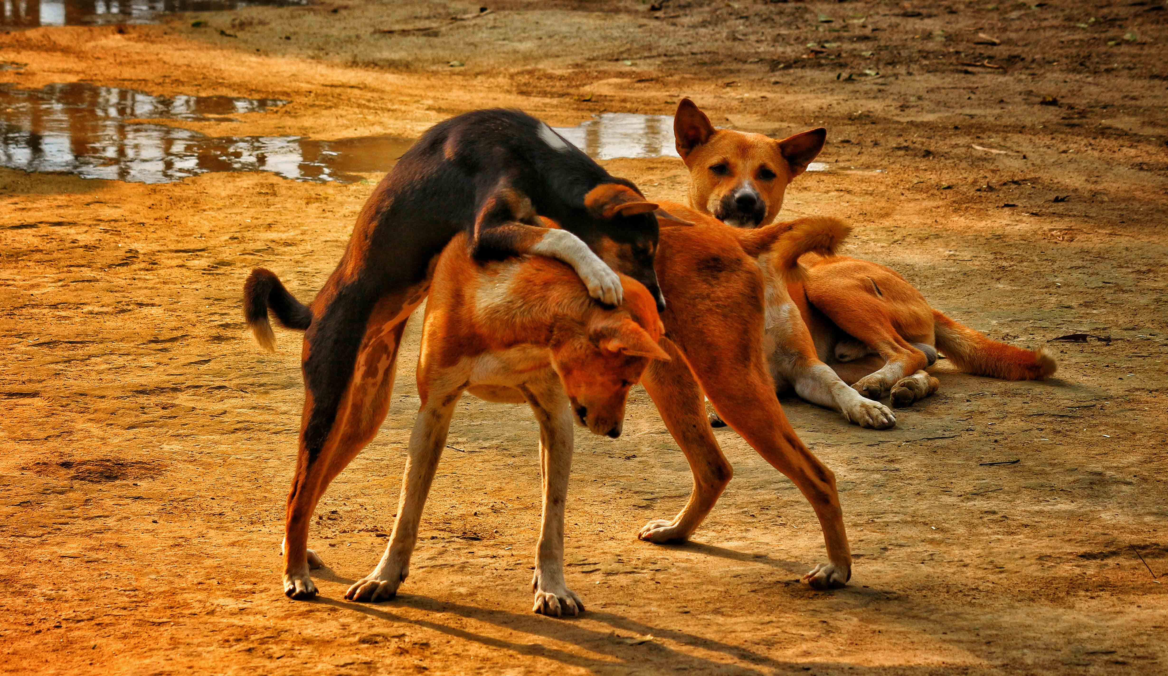 hundekommunikation22
