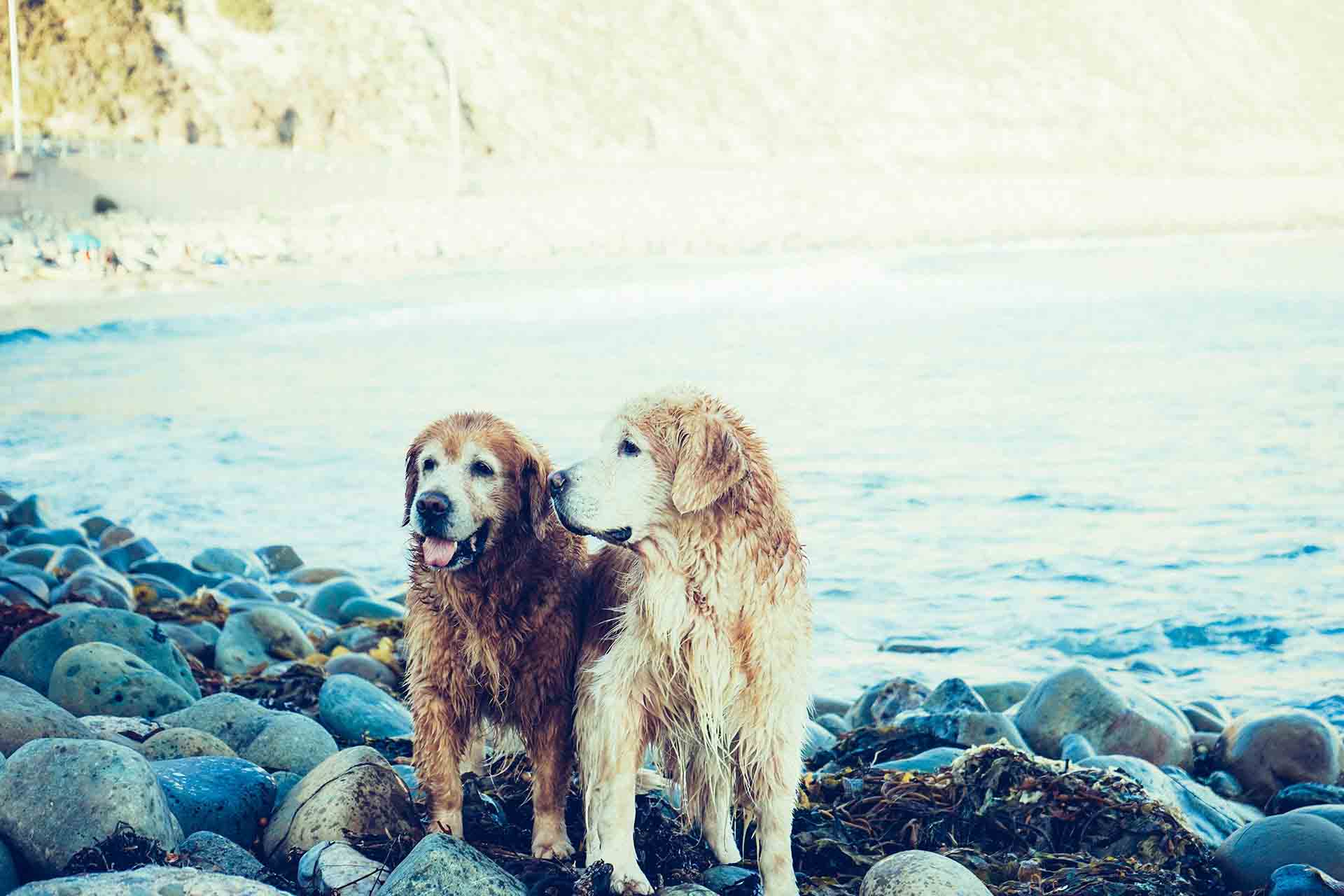 retrievergardasee