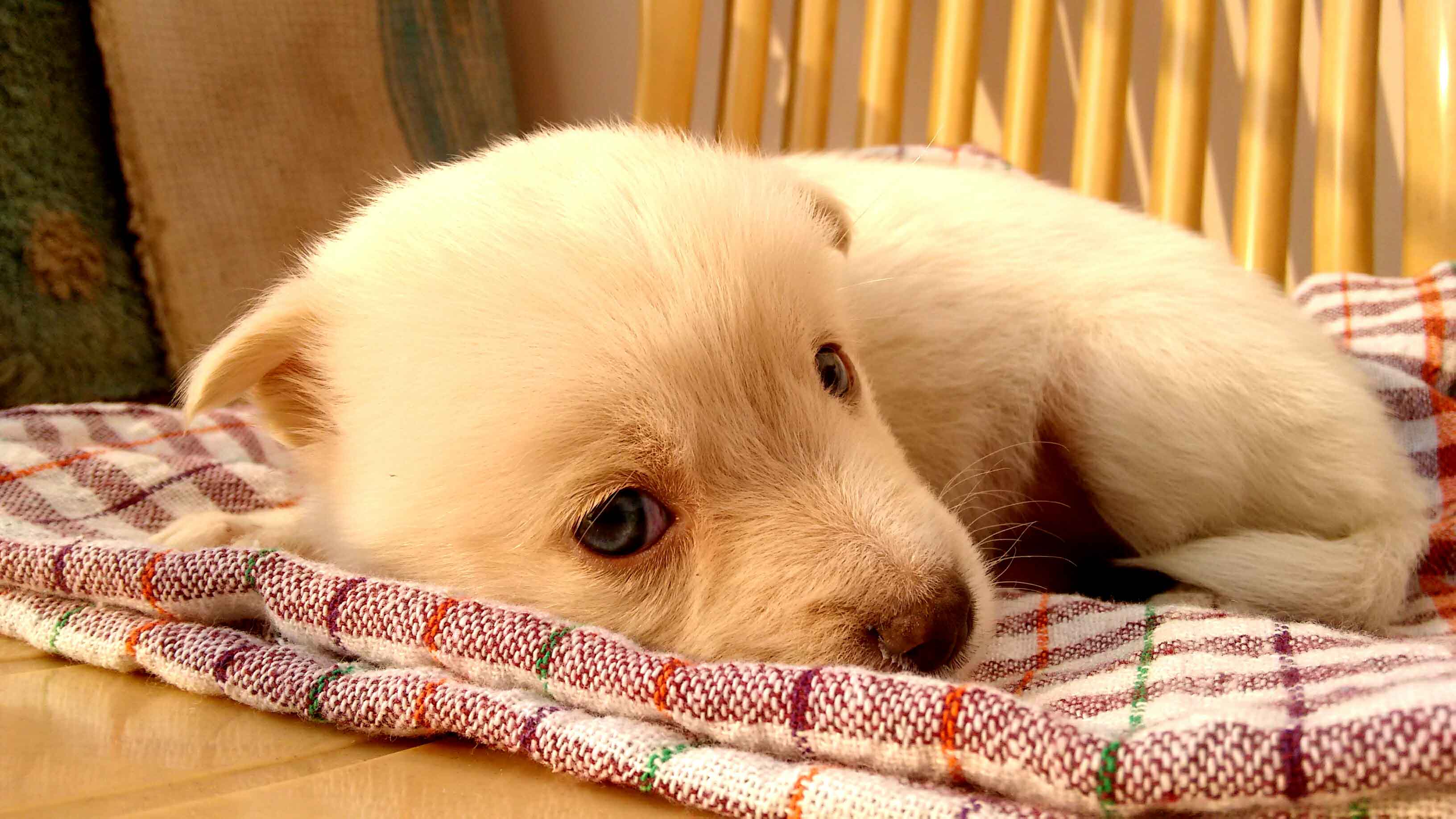 welpenerziehung-puppywhite