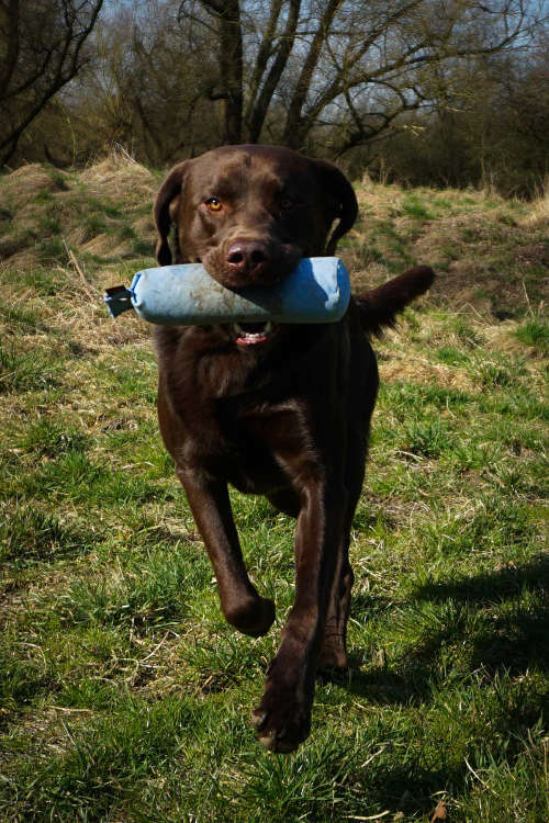 Hund Louis Apportiert