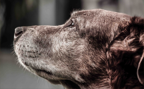 Hunde Verhaltensberatung Hunde Verhaltensberatung