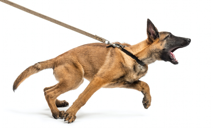 Hunde zieht an der Leine Hunde zieht an der Leine