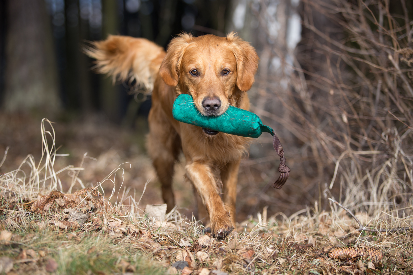 Golden Retriever läuft mit Dummy im Maul aus dem Wald Doguniversity