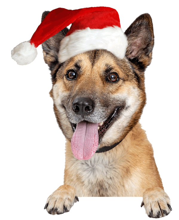 HundersteHilfe_weihnachten Doguniversity