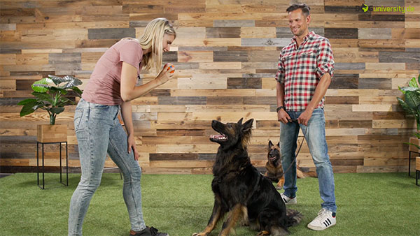 Dog University: Dana Thimel und Daniel Joeres mit Hunden Bellen