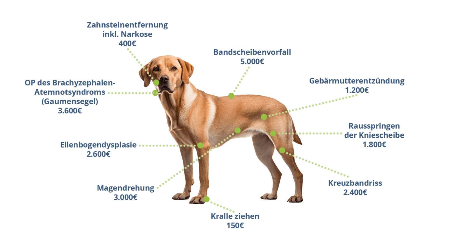 Hunde-Krankenversicherung | Doguniversity