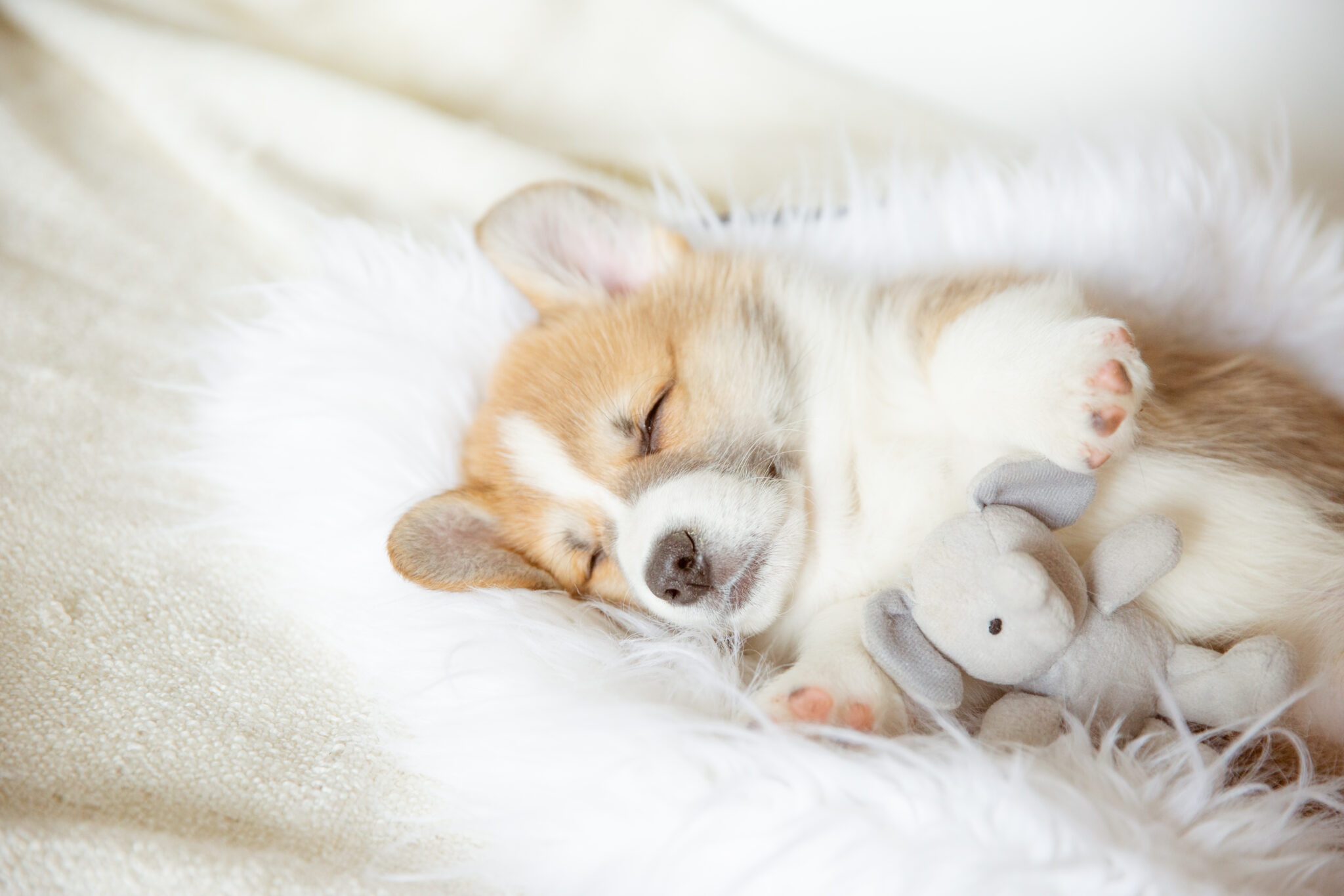 Die ersten Tage, Nächte und Wochen mit deinem Welpen