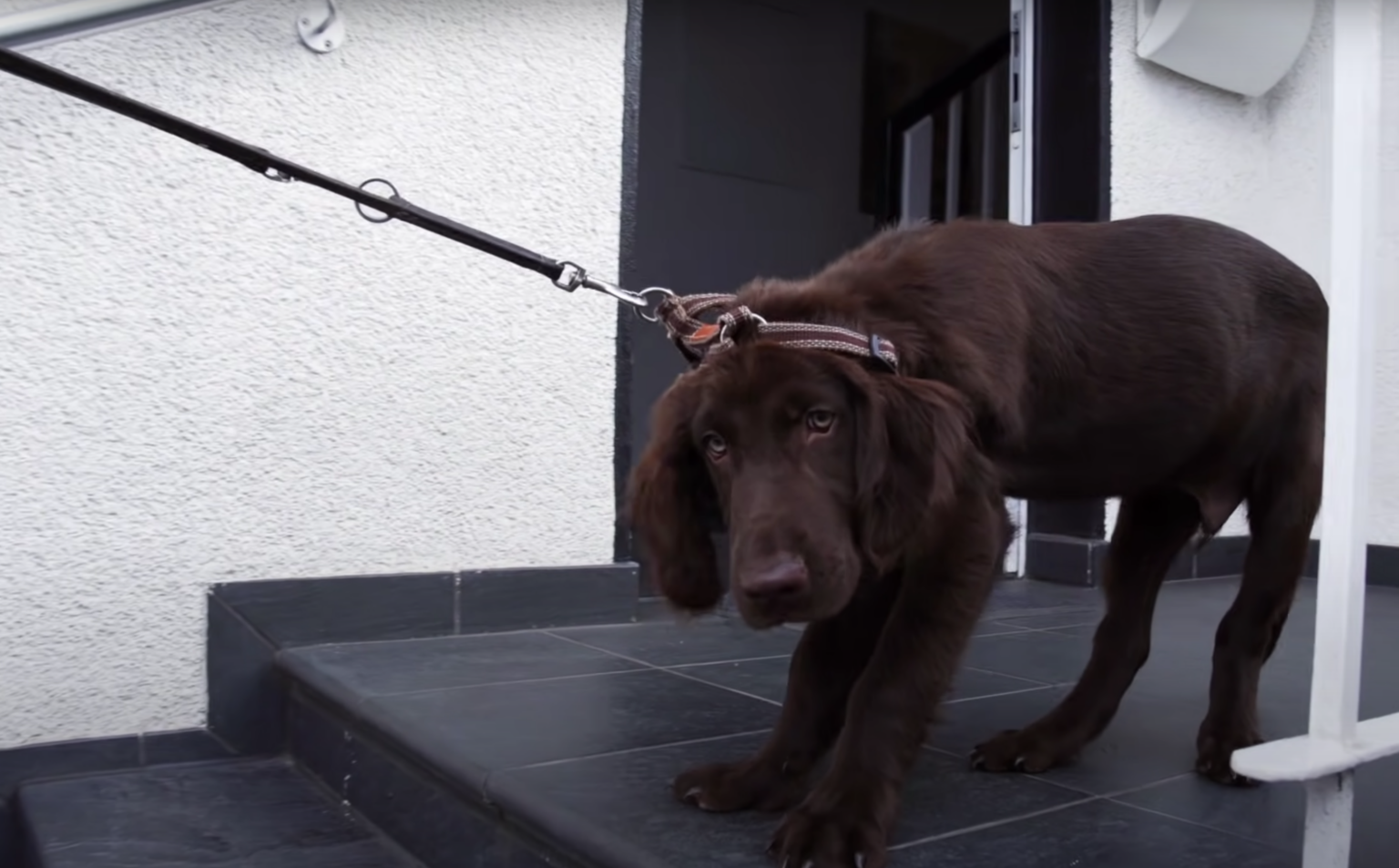 Welpe will nicht Gassi gehen oder läuft nicht weiter