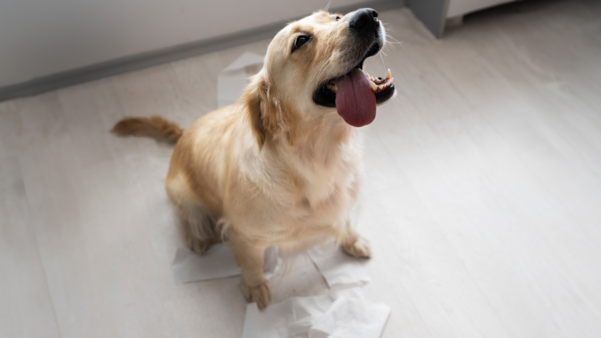 Hund Hört Nicht Und Macht Was Er Will doguniversity.de