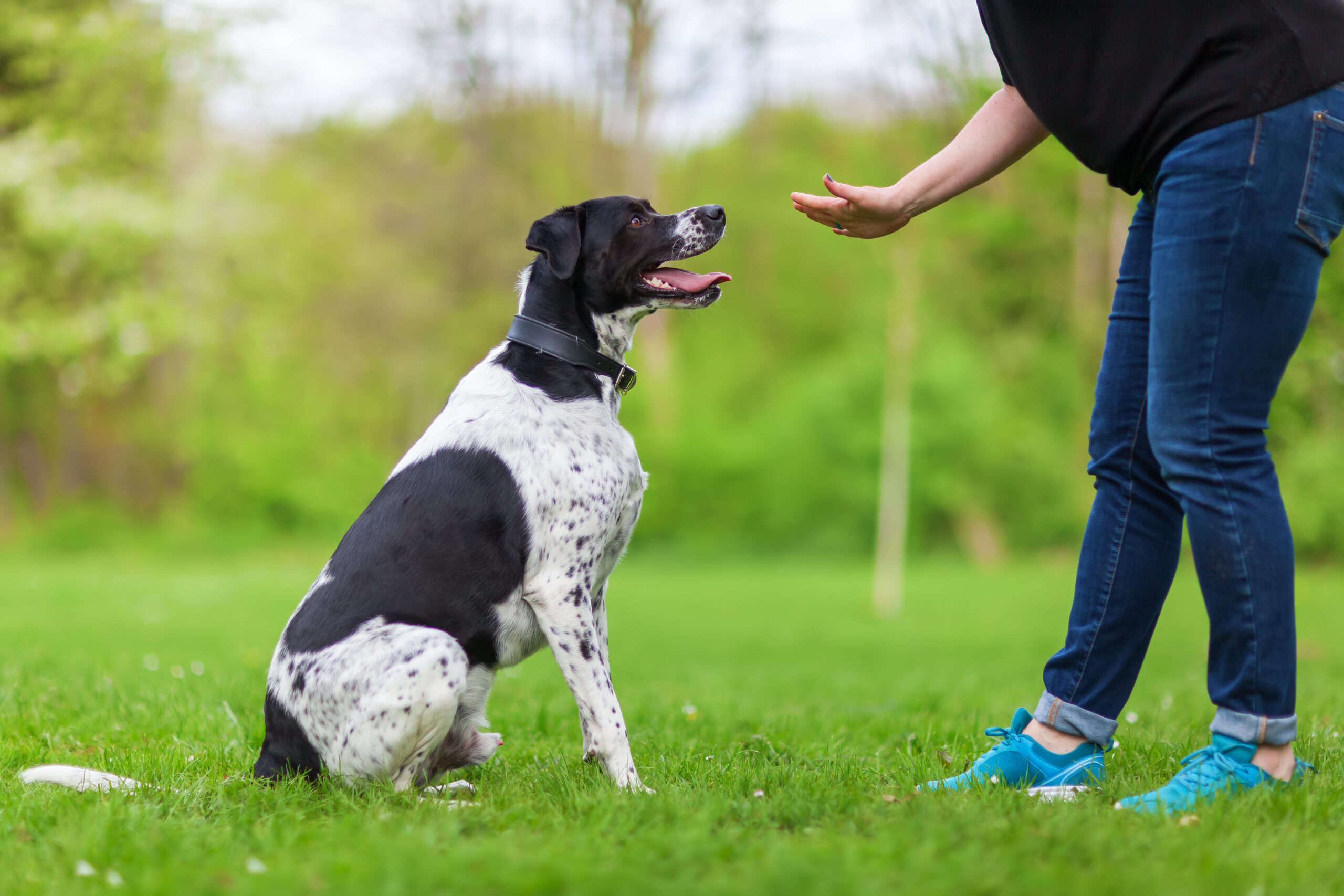 hund befriedigen hand Hand auf Hund main image 0