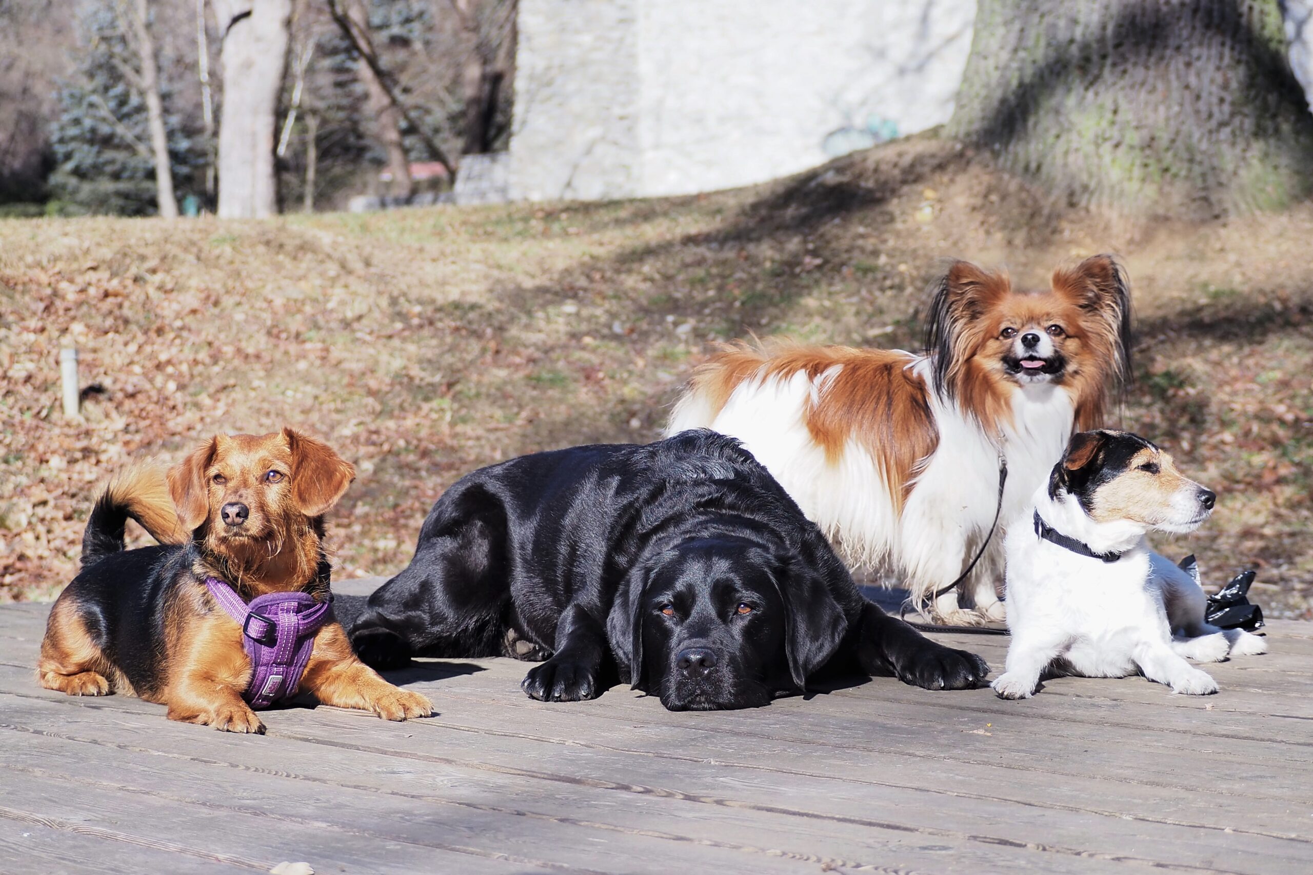 Hund sozialisieren: Tipps vom Hundetrainer (mit Video)