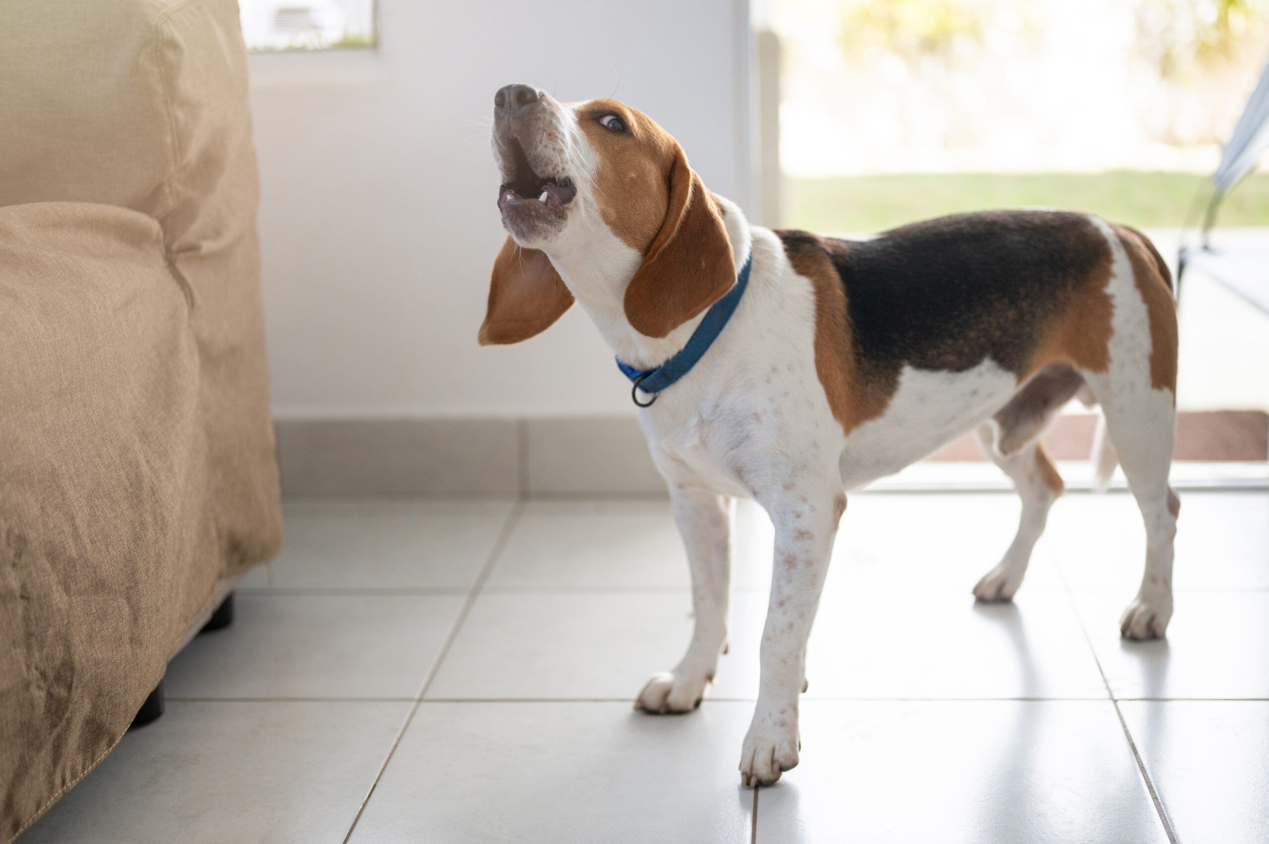 Hund bellt Besuch an: Ursachen & Lsung (mit Video)