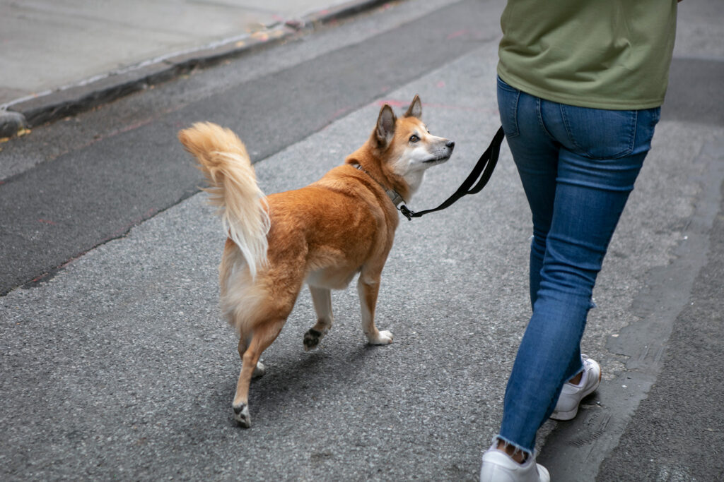Hund Bei Fuß beibringen Schritt für Schritt (mit Video)