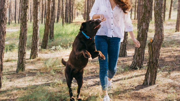 Wie Gewöhne Ich Meinem Hund Das Anspringen Ab Hund Anspringen abgewöhnen – So einfach geht’s (mit Video)