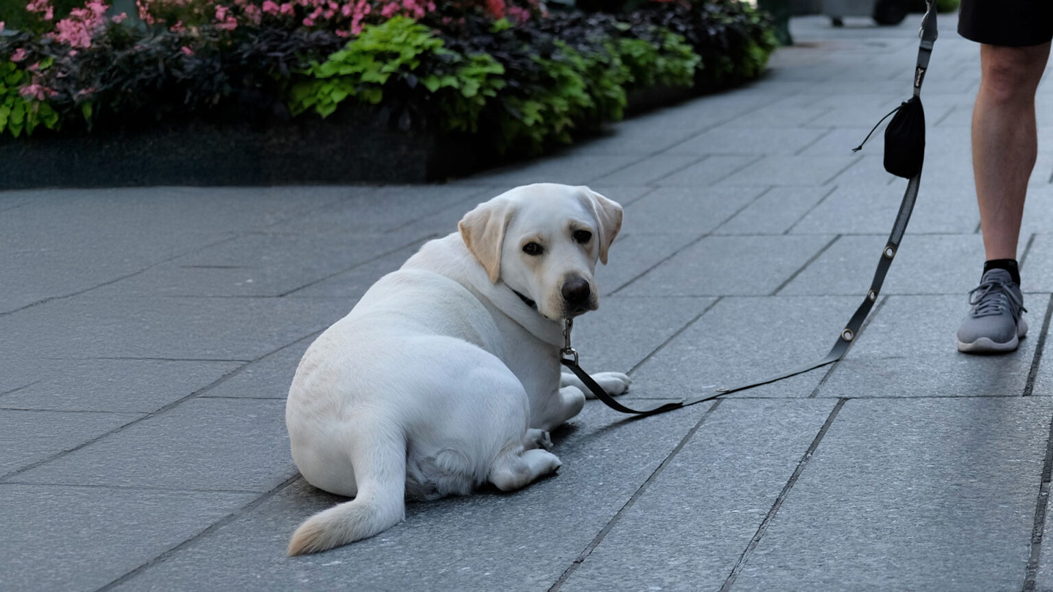 Hund Legt Sich Mit Halskrause Nicht Hin Hund will nicht weitergehen: Ursachen & Lösung (Mit Video)
