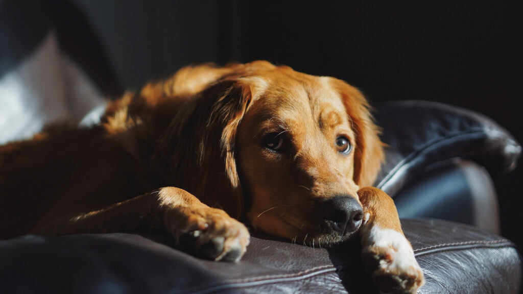 Hund alleine lassen Wie lange und wie üben? (mit Video)