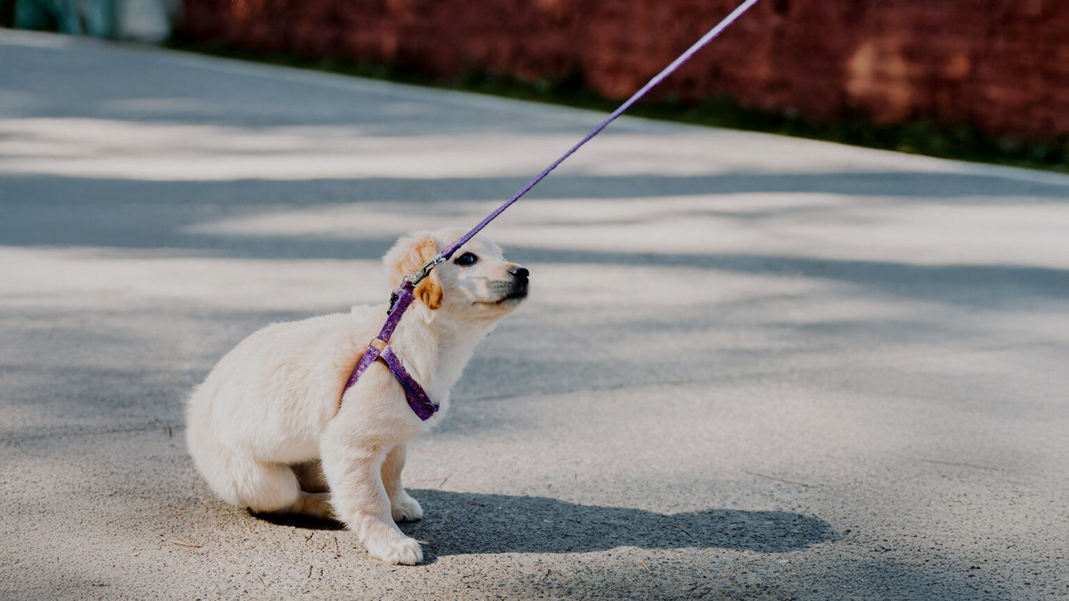 Hund will nicht weitergehen Ursachen & Lösung (Mit Video)